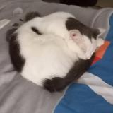 Foto del gato perdido en Saint Nicolas D Aliermont