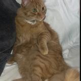 Foto de un gato reunido en Calahorra