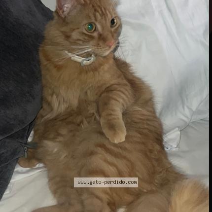 Foto 1/1 Gato encontrado Perdido en Calahorra