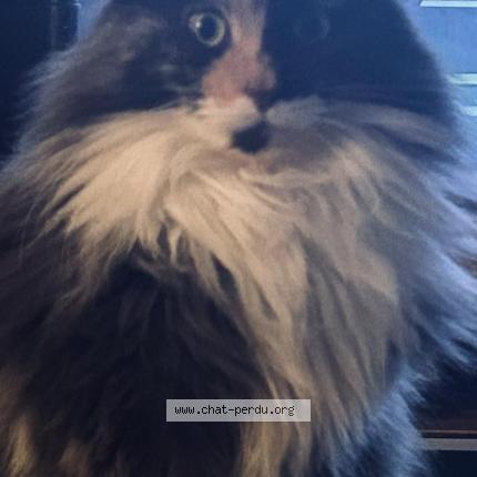 Foto 1/1 Vénus Chat perdido en Beauvais