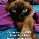 Foto del gato perdido en Saint Pierre