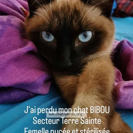 Foto 1/1 Bibou Chat perdido en Saint pierre