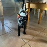 Foto del gato perdido en Saint Bazile