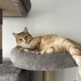 Foto del gato perdido en Joinville Le Pont