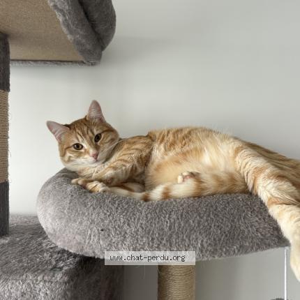 Foto 1/1 Scott Chat perdido en Joinville le pont