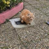 Foto de gato encontrado en Saint Romain En Gal