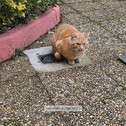 Foto 1/1 Gato encontrado Encontrado en Saint romain en gal