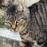 Foto de gato encontrado en Marseille