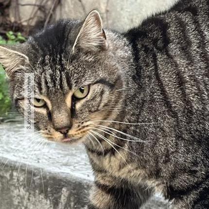 Foto 1/5 Gato encontrado Encontrado en Marseille