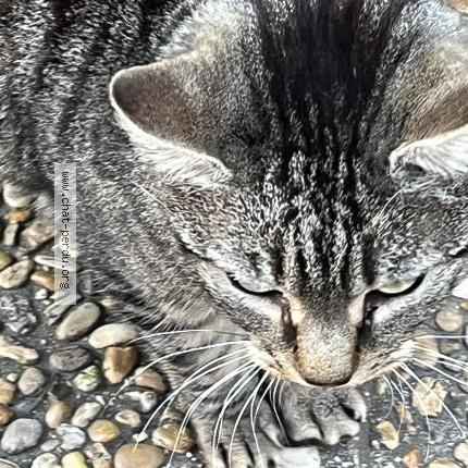 Foto 2/5 Gato encontrado Encontrado en Marseille