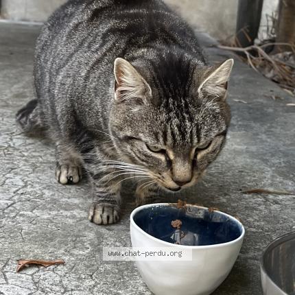 Foto 3/5 Gato encontrado Encontrado en Marseille