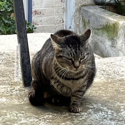 Foto 4/5 Gato encontrado Encontrado en Marseille
