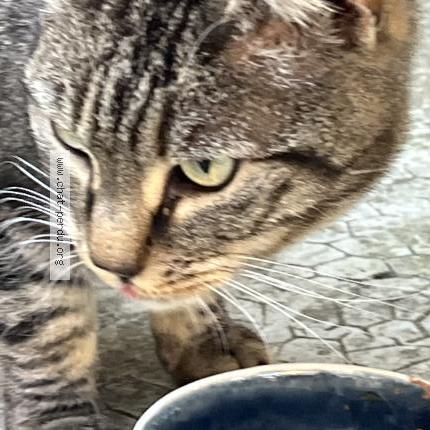 Foto 5/5 Gato encontrado Encontrado en Marseille