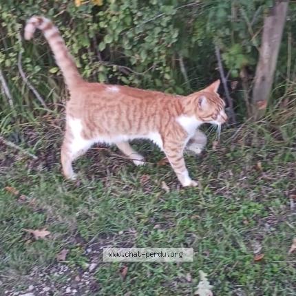 Foto 1/1 WHISKY Chat perdido en Sambin