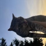 Foto del gato perdido en Sens