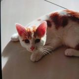 Foto del gato perdido en Pont Audemer