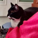 Foto del gato perdido en Ecommoy