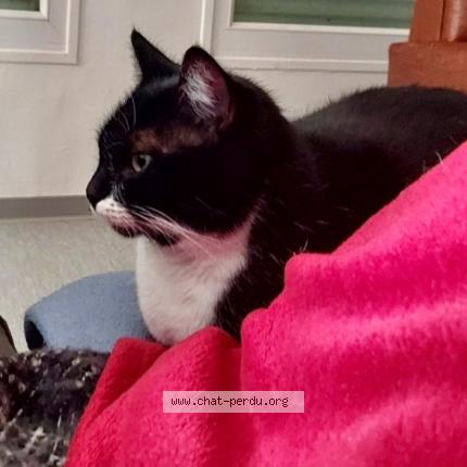 Foto 1/1 Yin yang Chat perdido en Ecommoy