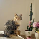 Foto del gato perdido en Souchez