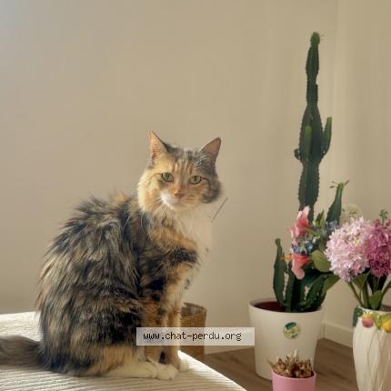 Foto 1/1 Bibi Chat perdido en Souchez