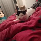 Foto del gato perdido en Force