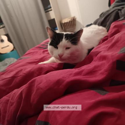 Foto 1/1 poulain laurence Chat perdido en Force