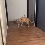 Foto de gato encontrado en Denain