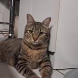 Foto del gato perdido en Apt
