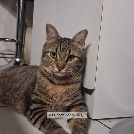 Foto 1/1 Armin Chat perdido en Apt