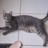 Foto del gato perdido en Briollay