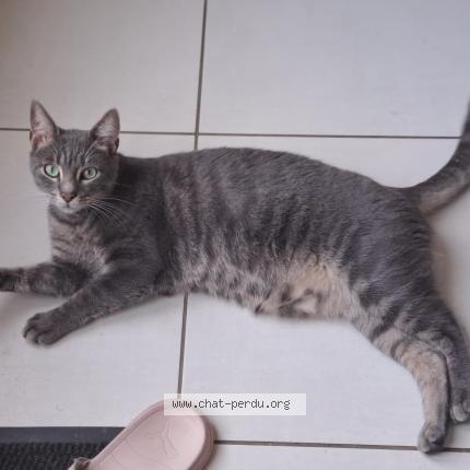 Foto 1/1 Shocky Chat perdido en Briollay