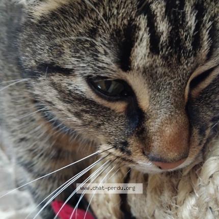 Foto 1/1 Chipette Chat perdido en Saint fraimbault