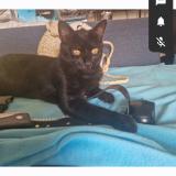 Foto del gato perdido en Montpellier