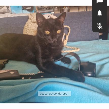 Foto 1/1 Tyson Chat perdido en Montpellier