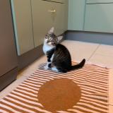 Foto del gato perdido en Angers