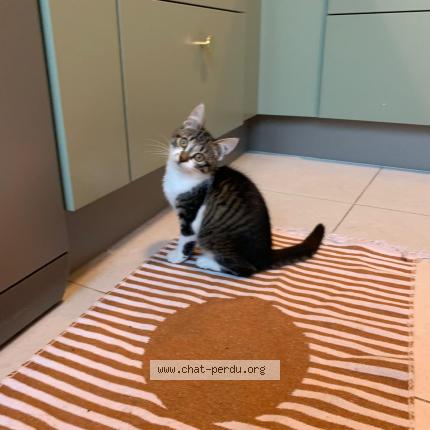 Foto 1/1 Plume Chat perdido en Angers