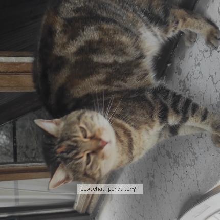 Foto 1/1 Association Chats Libres CHAGRIS Chat perdido en Froges