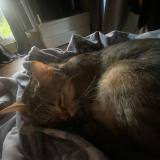 Foto del gato perdido en Mouroux