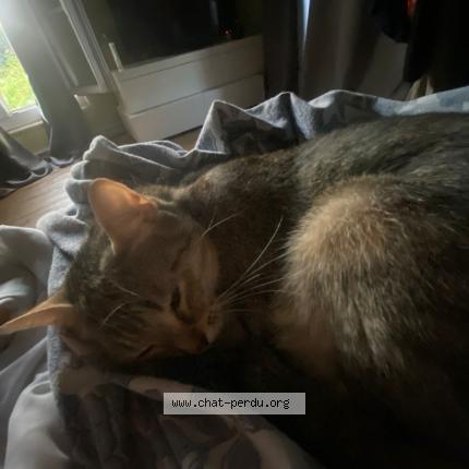 Foto 1/1 Isis Chat perdido en Mouroux