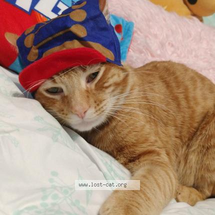 Foto 1/1 Mango Chat perdido en Tyler