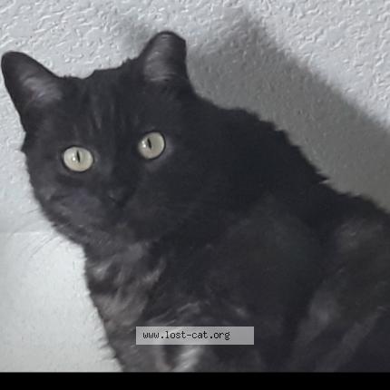 Foto 1/1 Elvis Chat perdido en Mesa