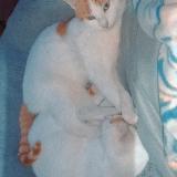 Foto del gato perdido en Hirson