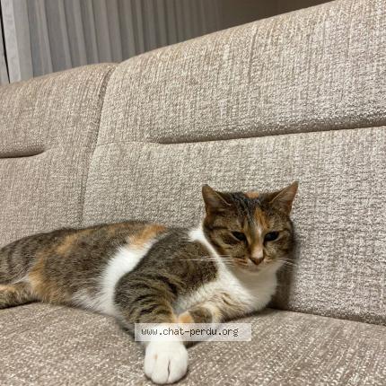 Foto 1/1 Chilli Chat perdido en Leernes