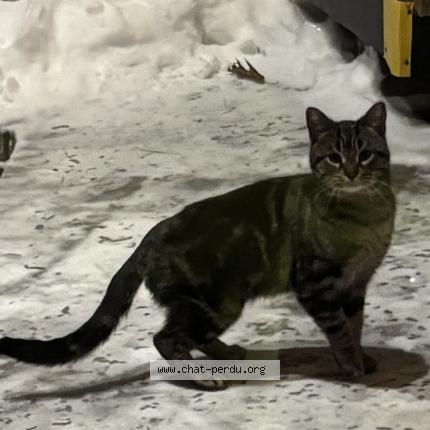 Foto 1/1 Gato encontrado Encontrado en Blainville