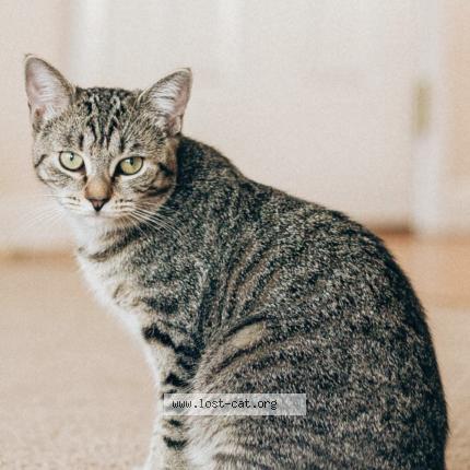 Foto 1/1 Caramel Chat perdido en Wethersfield