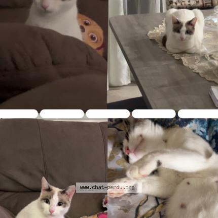 Foto 1/1 Winnie Chat perdido en Vallauris