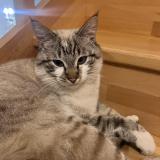 Foto del gato perdido en Plelan Le Grand