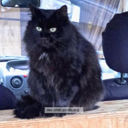 Foto 1/1 Yacco Chat perdido en Orgedeuil