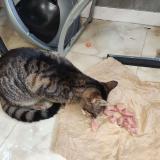 Foto del gato perdido en Le Chambon Feugerolles