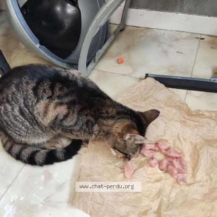 Foto 1/1 Lili Chat perdido en Le chambon feugerolles